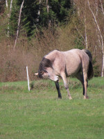 Vente de cheval : Izzia